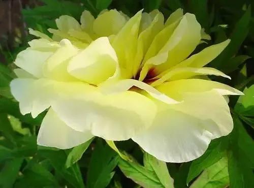 牡丹有哪些品种，牡丹有哪些品种(要名称)（精美绝伦的牡丹花十大品种图片欣赏）