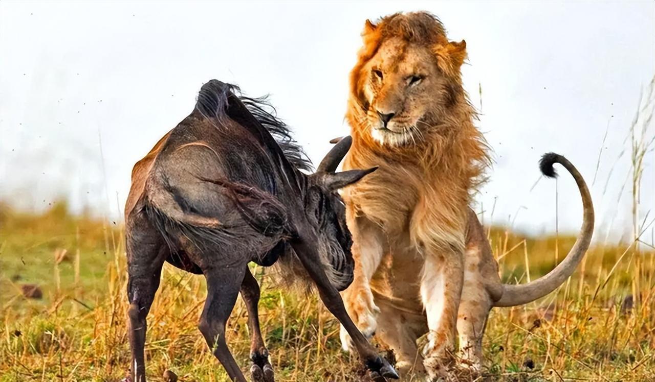 角马是马还是牛，角马是什么科（角马的社交和繁殖竟如此奇特）