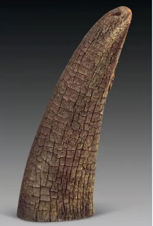 每日一味中药——犀角