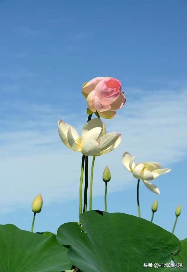 一花一世界一叶一菩提是什么意思，一花一世界一叶一菩提是什么意思 唯美（一叶一菩提。花是什么花）