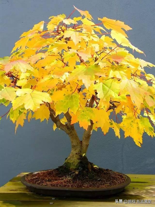 8种天然盆景大全，18个·高颜值盆景，太惊艳了