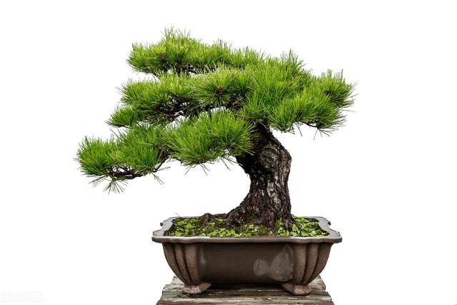 家里养黄杨会带来什么情况，大叶黄杨适合栽家里吗（4种“富贵花”越养越值钱）