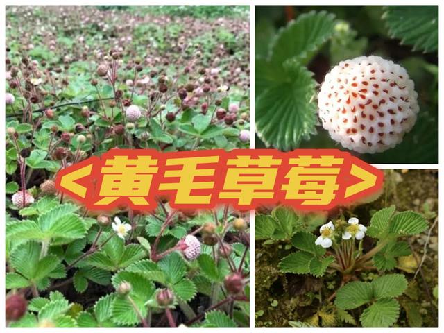 野草莓能吃吗，野草莓能吃吗长的什么样子有图片吗（道不明千姿百态的中国草莓）