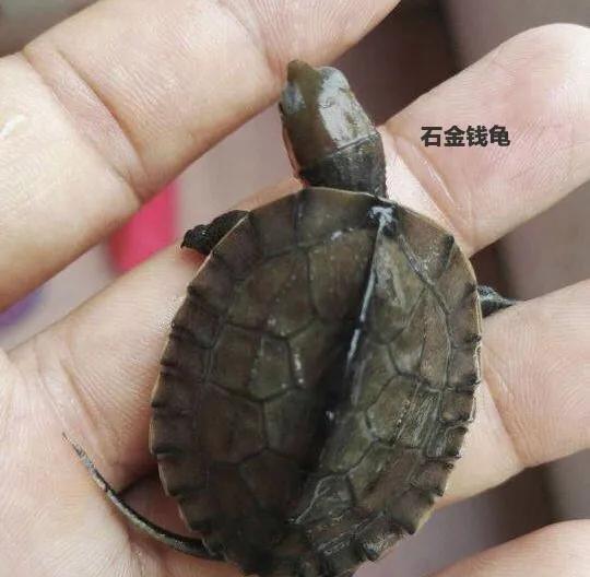 如何喂养地图龟，乌龟地图怎么养（便宜又能提高饲养技能的）