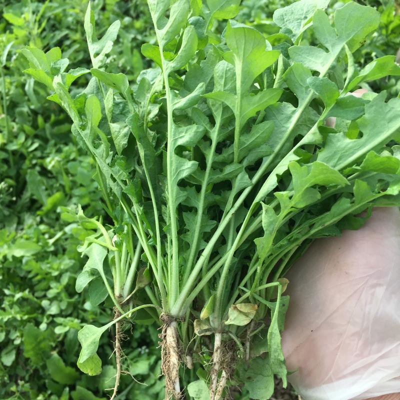农村能吃的100种野菜图片,有哪些野菜可以吃 农村能吃的100种野菜图片,有哪些野菜可以吃