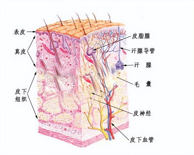 皮肤7个层次结构图，皮肤的五大层次（皮肤基础知识篇——皮肤的分层结构）