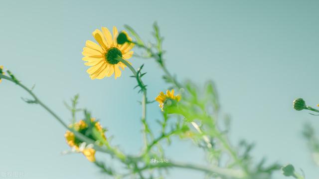 八月你好文案，八月你好文案图片（8月暖心句子祝福语个性签名）