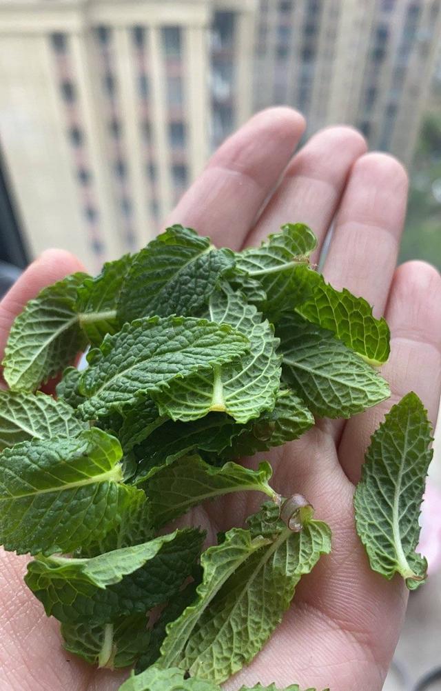 薄荷喜阴还是喜阳，薄荷喜欢酸性还是碱性（“2点”要充足）