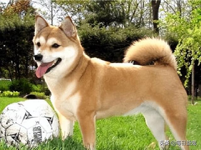 如何养好一只柴犬，养一只柴犬是什么体验（史上最全：柴犬饲养大法）