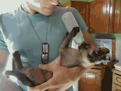 最可爱好养的小动物，猫界最值得养的6种猫