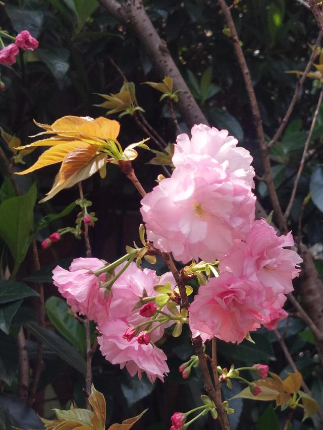 笑颜如花笑靥如花什么意思，笑靥如花什么意思（门当户对的爱情）