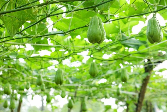 蔬菜种类大全图片名称，常见的100种蔬菜名称图片 种类（资深菜农也未必能叫出名字）