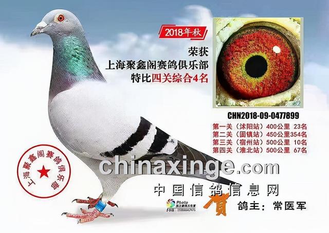 什么鸽子引天落，什么叫天落鸽子（引赛绩鸽修得正果——飞出三关鸽王冠军）