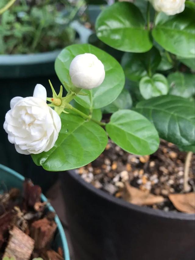 如何种植茉莉花，茉莉花种植方法（盆栽茉莉管理记住5点）