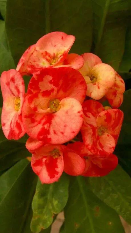 铁海棠花,又名虎刺梅,全年开花期.花语:倔强坚贞,温柔忠诚,勇猛儒雅.