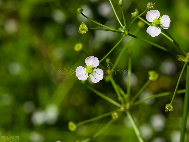 芜菁子的药用价值有哪些，芜菁子是什么中药（68种可食用的药用植物）