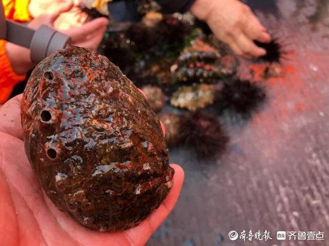 鳆鱼（鳆鱼怎么读），如何挑选鳆鱼（2021登州“苏公日”和“海市会”）