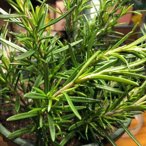 一抹香植物图片的功效与作用，一抹香的作用和用途（5种“香香花”摆在卫生间）