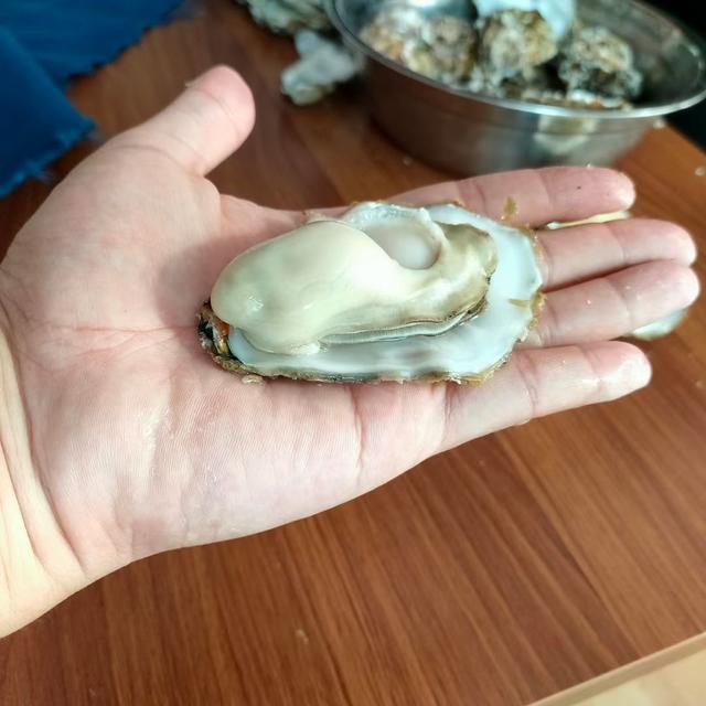 牡蛎怎么开壳，牡蛎怎么开壳清洗内脏（海蛎子<牡蛎、生蚝>怎么开壳）