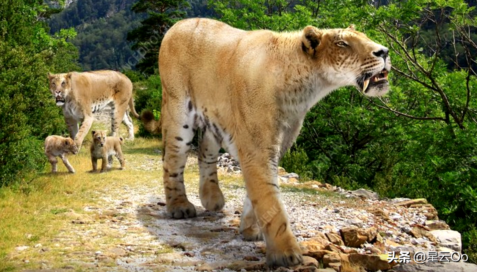 第七名 卡巴尔剑齿虎