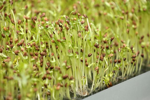 香椿子（香椿子图片，香椿子的功效与作用（其一可解决一些男女烦恼问题）