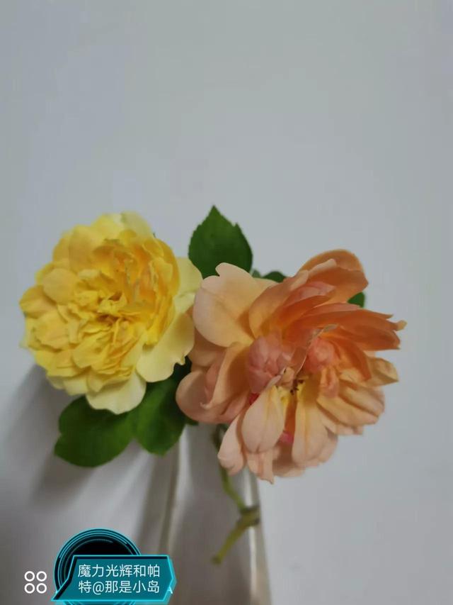 魔力挺好吗，力魔和魔力红哪个好（魔力光辉的魅力）