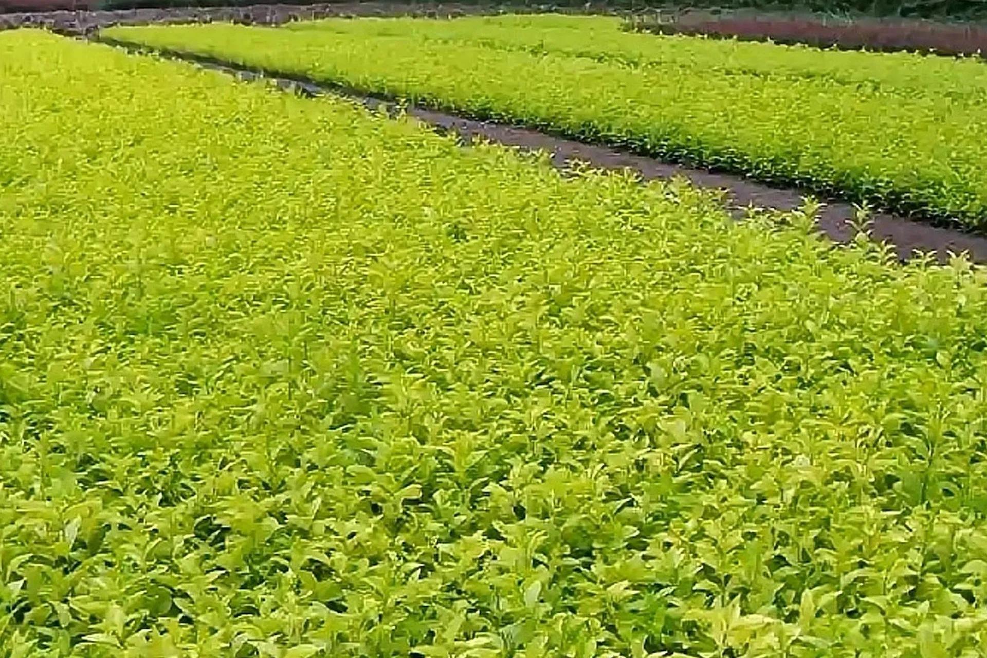 连翘地块也会随着连翘的生长,萌发出不少杂草,所以在连翘的苗期,需要