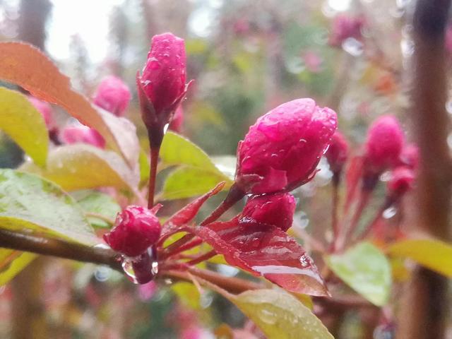 雨中漫步的唯美句子,雨中即景唯美句子(雨中漫步隨想)