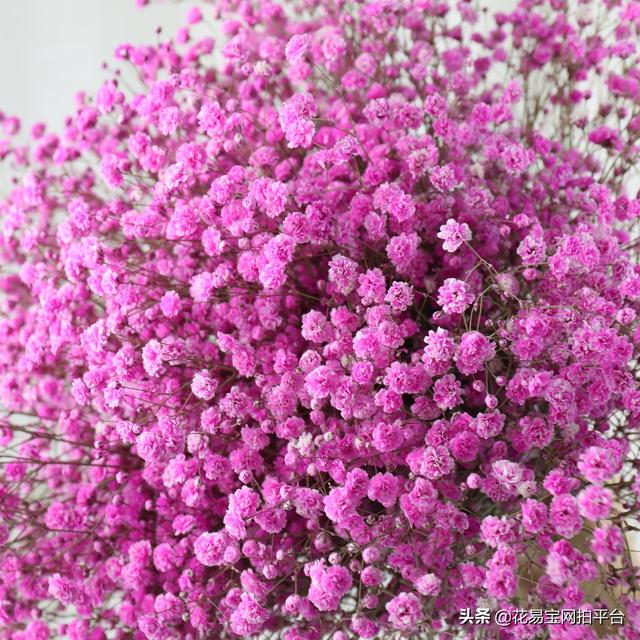 Gypsophila 满天星网名，Gypsophila 满天星（千万星、百万星、伊洛斯有何区别）