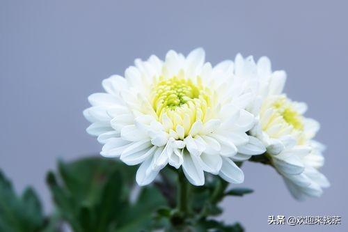 菊花代表什么象征意义，菊花代表什么（说到菊花你会想到什么）