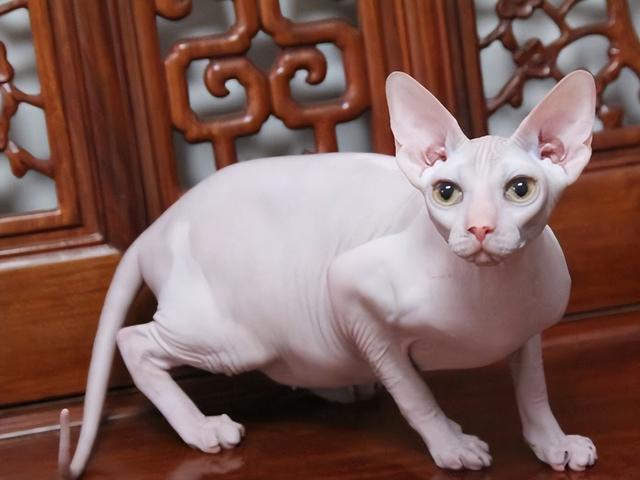 最不建议养的10种猫，这几种猫越养越心累