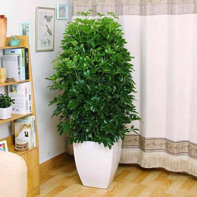 最适合客厅的十大植物，吉利又能吸“废气”