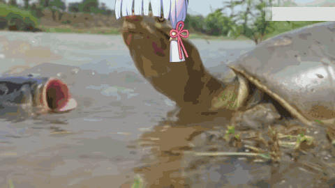 男人的大龟龟图片，龟龟头像微信（不是因为2.6复刻）