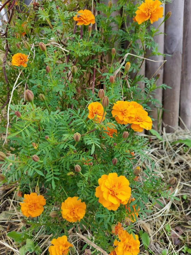 什么植物适合室内养而且好活，什么植物适合室内养而且好活净化空气（养在家里身心舒畅）