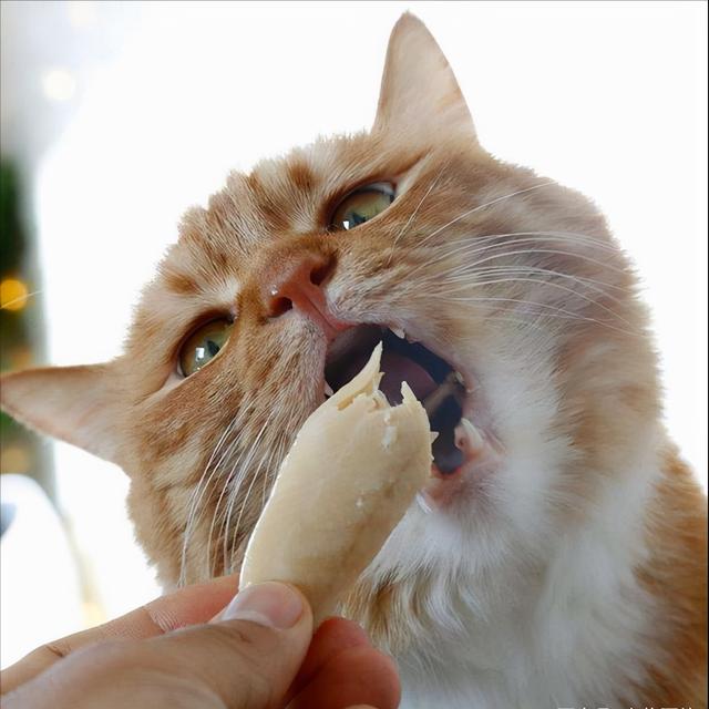 猫喜欢吃什么蔬菜，小猫喜欢吃什么蔬菜（简直就是“人间美味”）