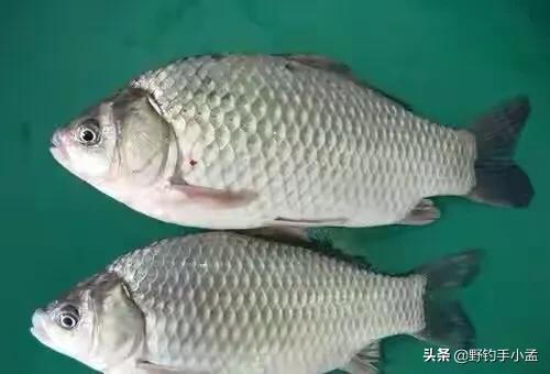 土鲫鱼怎么区别，大板鲫到底是什么品种