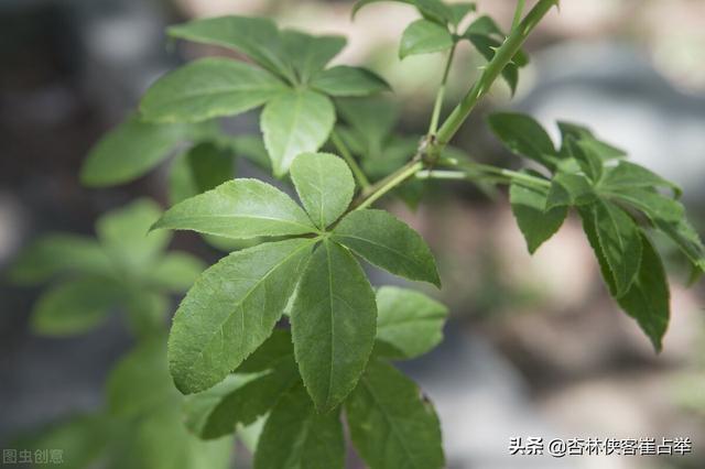 刺五加籽的功效与作用，药用价值（补脾、补肺、补肾、补心）