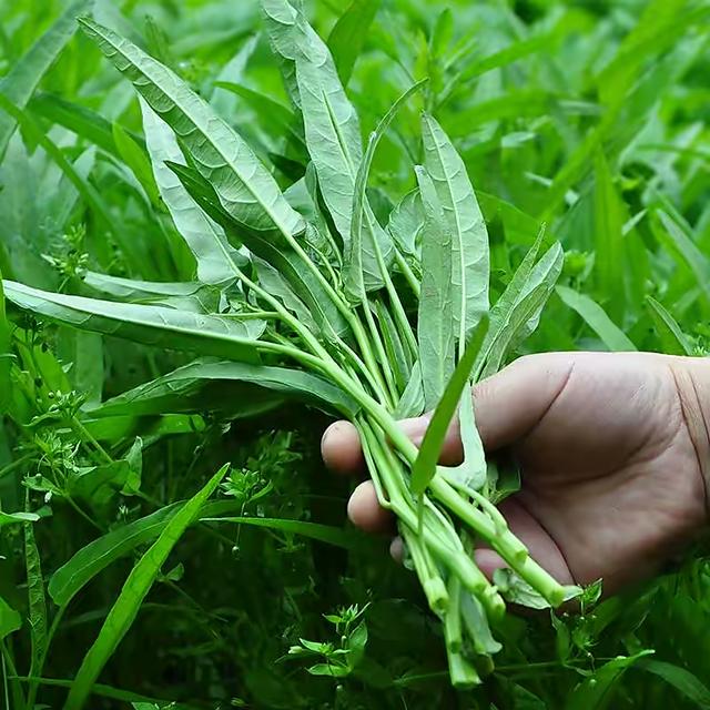 阳台适合种什么菜，什么菜适合在阳台上种（阳台小就种“4种菜”）