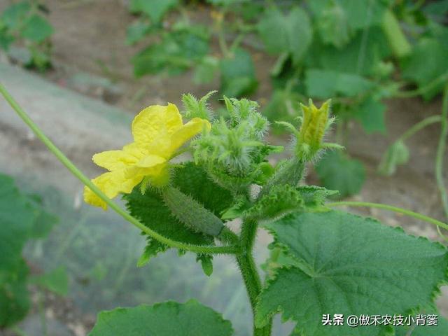 30斤水兑多少赤霉素，九二o赤霉素怎样使用（瓜果蔬菜“花抱头、瓜打顶”是怎样造成的）