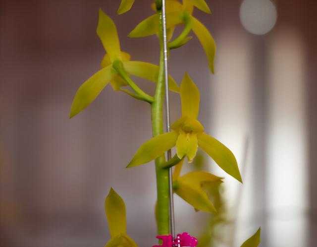 建兰最值得入手品种，这5种兰花品种