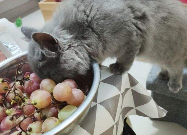 为什么家里忌讳种葡萄，家里可以种葡萄吗（养猫忠告：这些水果）