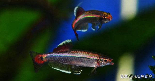 长江名贵鱼前十名，10大凶猛淡水鱼（我国保护的鱼类有87种）