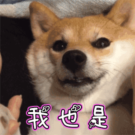 狗名字大全洋气的顺口，狗名字大全洋气的顺口公狗（还在给狗狗起这些“名字”吗）