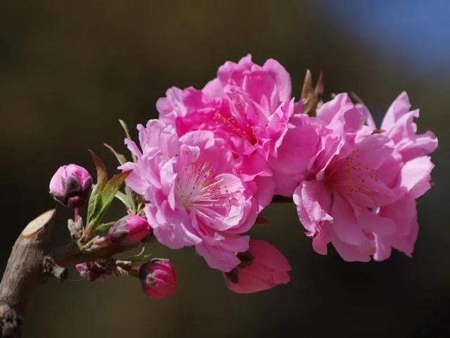 什么样的桃花形容词，桃花的形容词有哪些（阳春三月）