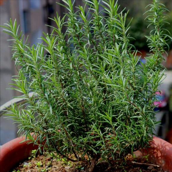 一抹香植物图片的功效与作用，一抹香的作用和用途（5种“香香花”摆在卫生间）