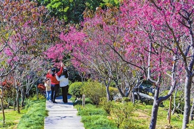 深圳仙湖植物园，如何去深圳仙湖植物园不用买门票（到仙湖植物园赴一场与春天的约会）