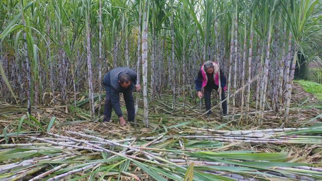 西瓜的糖属于什么糖，什么是西瓜糖（为什么西瓜这么甜没人选择它去制糖）