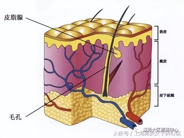 皮肤保养知识大全，护养皮肤小知识（保养护肤知识大全）