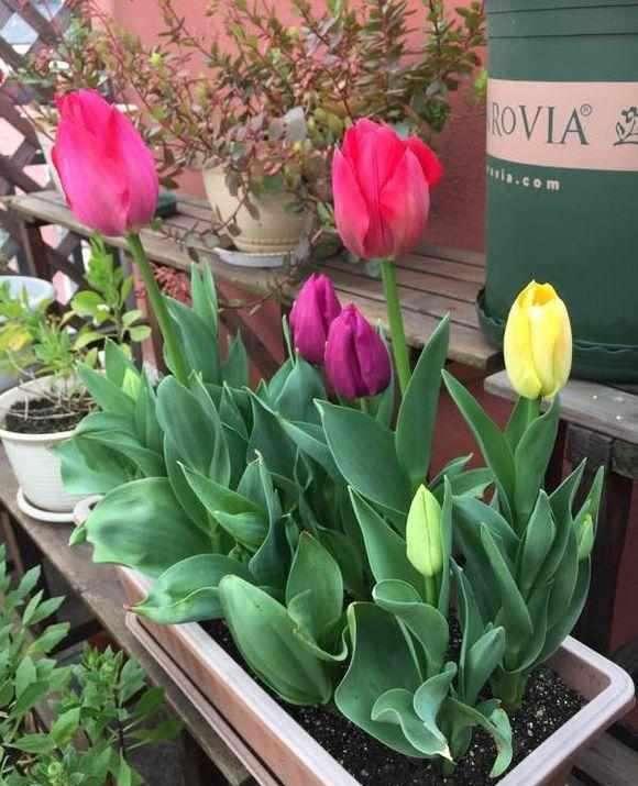 地狱花的花语是什么，地狱花园2021（12种“小毒花”）