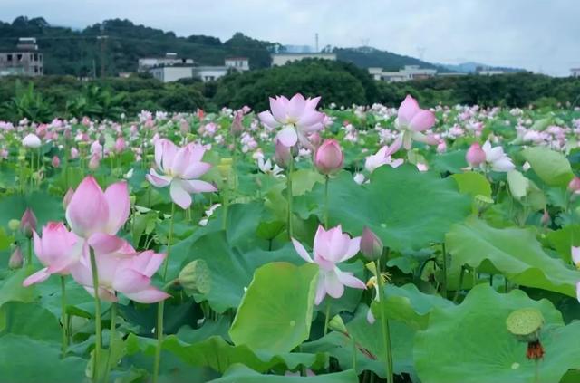 广州从化1天游行程,打卡东成荷花园+南平静修小镇+入园采摘荔枝